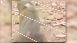 Electric shocks will not be merciful to any animal