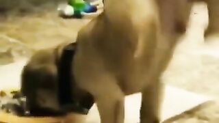 Funny+animals+video#funnyfail+#animal