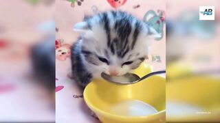 CUTE AND FUNNY CATS (Abdullah13)