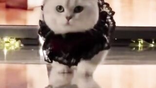 funny animals #