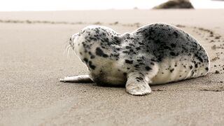 Beautiful Animal