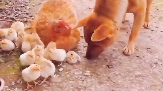 Comedy funny videos ????