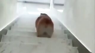Funnyfail+#shorts+Funny+animal+scares++#shorts+#funnyfail#petyfunny#tiktok#tiktokviral+#tiktokvideo