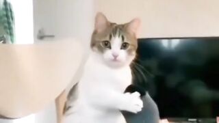 Funny cats