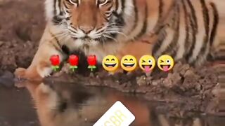 Comedy funny videos ????