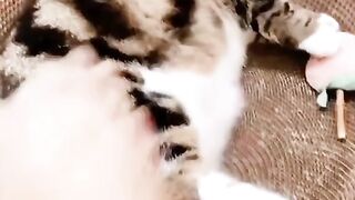 Making Fun with Cat