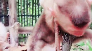 How the monkey got himself out of trouble