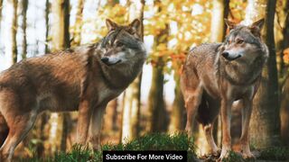 Wow We Can See So Cute Beautiful Animal Video 2022