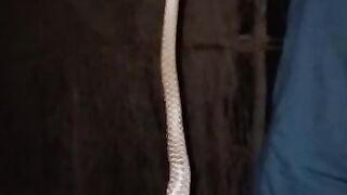 Snake ???? (subscribe &watch more interesting videos)