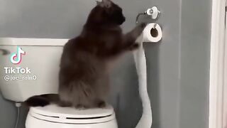 Funny Pets