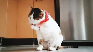 Cat Beautiful Video Animal Cat Amazing Video 2022.