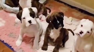 Try not to laugh???? Funny videos #shorts #funnyvideos