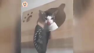 funny animals