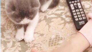 Cute+cats+videos+_+Funny+Animal+Videos+_+Try+not+to+laugh+ (2)