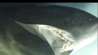 Real Magalodon Shark cought on camera