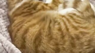 (Meme kucing lucu) Dari yang mager - copy paste ????