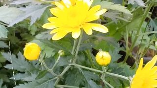 Flower video