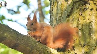 rodent squirrel