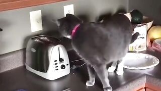 funny cats