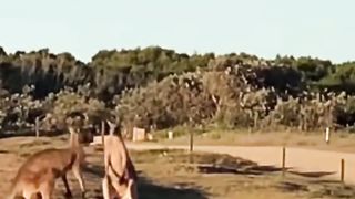 Kangaroo Protects Its Family