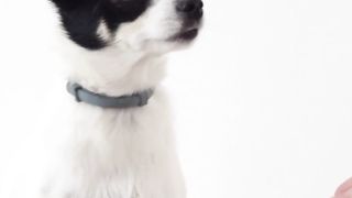 beautiful dog #viral #everyone #doglover