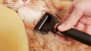 the cat need to be combed #viral #catlover #periancat