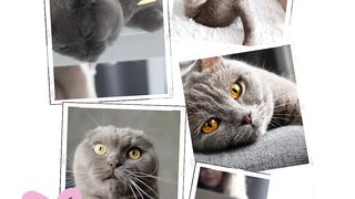 its cat day #petlover #animals #viralvideo
