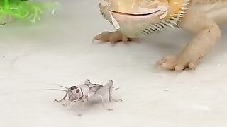 Food hunting. Must Watch.