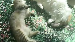 cats taking a nap together