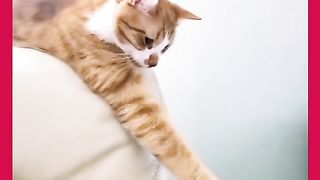 Kocheng Oyen Perlahan Namun Pasti