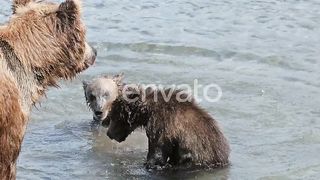 Brown Bear Cubs Fight for Fish