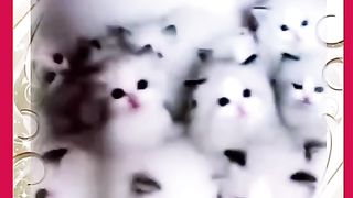 Kittens Anabul Unyu Unyu
