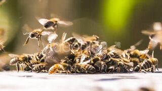 Honey Bees Fighting With Aliens