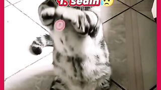 Kocheng Bertanya Kondisi Sekarang Nomor Berapa