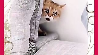 Kocheng Oyen Panik
