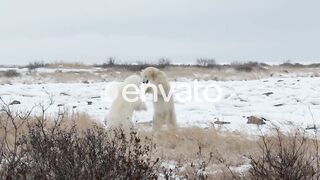 Polar Bears Fight In the Snow