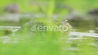 African Giant Bullfrog Attacking And Fighting In A Pond - close up shot