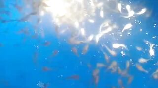 Rasa takut HILANG jika lihat larva lele seperti ini dimalam hari