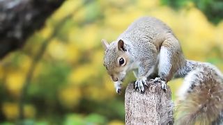 Nature beauty animal of world beauty of animals forest in English relaxing music video