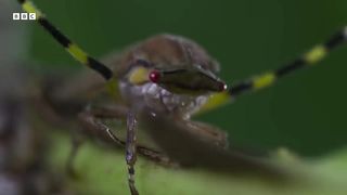 The Insects Who Vibrate To Communicate | Planet Earth III | BBC Earth