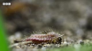 Carnivorous UNDERCOVER caterpillar | Wild Isles - BBC