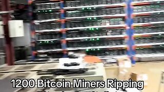 1200 Bitcoin miners printing money #bitcoin #btc #bitcoinminers #minebitcoin #bitcoinmining #crypto