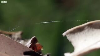 Spider Dances For His Life!! | Life Story | BBC