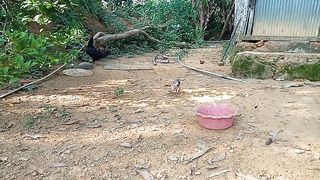 Anak Ayam Betina