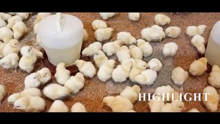 300 Broiler Chicks Dilivery Day ????❤️ ????