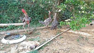 Beberapa Ayam dan Beberapa Anaknya