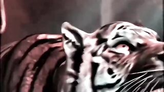????KARTIKEYA ???? VS TIGER FIGHT VIDEO ????????--#trending #mahadev