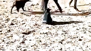 One kick ???? horse ????