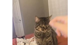 bagian 12| funny cats videos