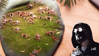 Вот Почему Австралия Никогда Не Будет Есть Миллионы Красных Крабов.